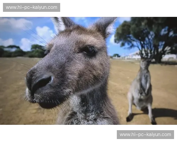 北欧童话碰撞袋鼠军团:当丹麦遇见澳大利亚,绿茵场上的冰与火之歌